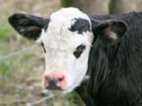 US brings in new livestock traceability ruling