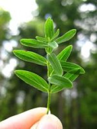 St. John's wort extract may prevent Alzheimer's disease