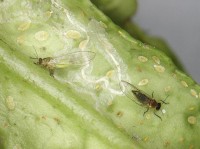 Galicia and Portugal give up on their attempt to eradicate HLB vector