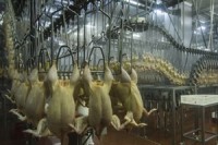 Are Chemicals Commonly Used in Poultry Plants Masking Salmonella?