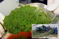 Fiber pulp from tomato plants can be used to produce packaging material
