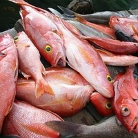 Red snapper DNA ID kit in development
