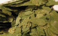 Spirulina helps type 2 diabetes mellitus