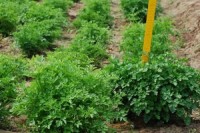 Parsley is a super healthy food