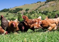 Free range chickens brought under egg safety rule