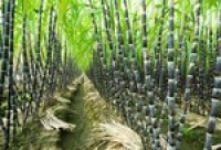 FKuR expands in green polyethylene