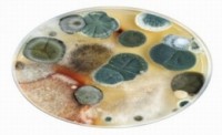 Organic Juice Recalls Offers Lesson About Mycotoxins