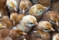 Possible salmonella outbreak linked to baby chickens