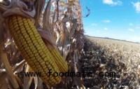 Serbia ramps up aflatoxin testing