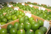 Peru agricultural and agro-industrial exports increased