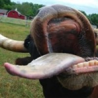 Wisconsin Firm Recalls Beef Tongues That May Contain Specified Risk Materials