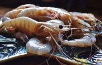 Indonesia shrimp firm faces dilemma on stocking levels, pricing