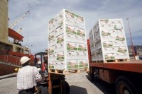 Fruit exports from Chile to Japan and Korea exempt from payment of tariffs