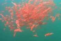 Krill oil shows lipid-lowering potential