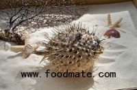 Suspected poisoning related to consumption of puffer fish under CHP investigation