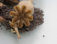 Health benefits that you can reap from consuming poppy seeds