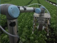 UK robot uses machine learning to harvest lettuce