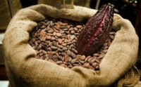 Indonesia, third-biggest cocoa grower, set to turn net buyer
