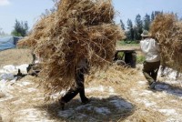 Egypt may scrap local wheat premium to combat smugglers