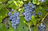 Red grape polyphenols fight breast cancer