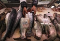 Norwegian salmon may be banned from Russia over concerns about parasites