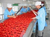 Chinese tomato paste exports to Italy plunge