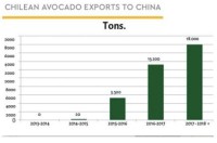 Promotional activity for Chilean Hass avocados