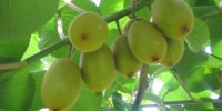 New antibiotic for kiwifruit disease approved