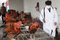18th bird-flu case recorded in East China
