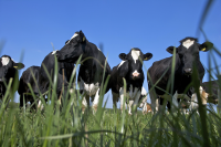 UK Dairy Industry Launches ‘Leading the Way’