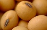 DuPont Pioneer, Mendel Biotechnology announce collaboration