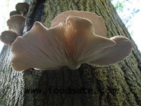Oyster Mushroom is helpful to Diabetes Mellitus