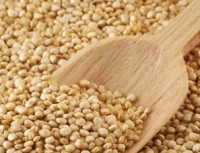 South Australian grain business enters external administration