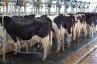 Milk Output Expansion Poised to Spur 5-Year World Surplus