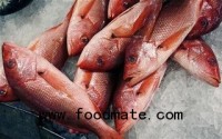 Fish sold in New York is routinely mislabeled: study