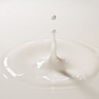Global milk prices drop overnight