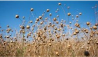 China’s Linseed Imports Forecast to Surge to Record