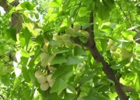 Ginkgo biloba promotes better blood flow and a healthy brain