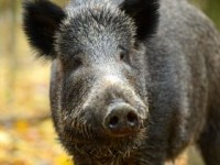 Report Finds African Swine Fever Spread Hard to Control in Wild Boar