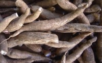 F.A.O. pushes cassava as 21st Century crop