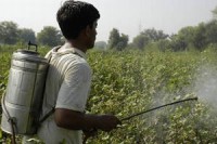 Highly hazardous pesticides should be phased out in developing countries