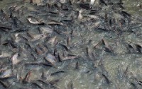 US catfish program threatens trans-Pacific trade talks