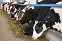 Tesco Baulks At Mixed-Origin Beef