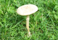 Mushroom Poisoning in California Subject of MMWR