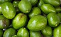 Florida Firm Recalls Avocados for Potential Salmonella Contamination