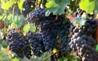 New uses for the pulp from crushed wine grapes