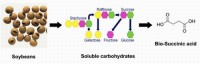 Soybeans a Source of Valuable Chemical