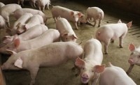 Mexico blocks U.S. hogs at border over diarrheal disease