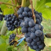 Australian table grapes to enter Korean market
