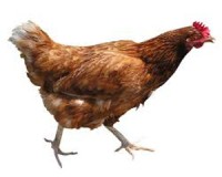 Tainted Poultry In UK Supermarkets